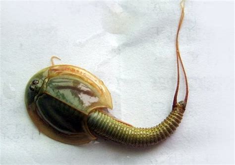 世界上最恐怖的虫子，也是海底最恐怖的存在，还会咬人|虫子|海底|博比特_新浪新闻