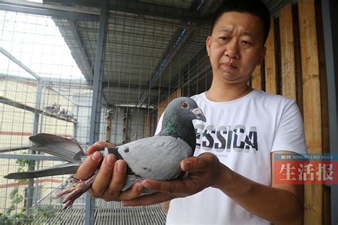 终于可以养鸽子了--中国信鸽信息网相册
