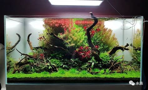 草缸造景图图片