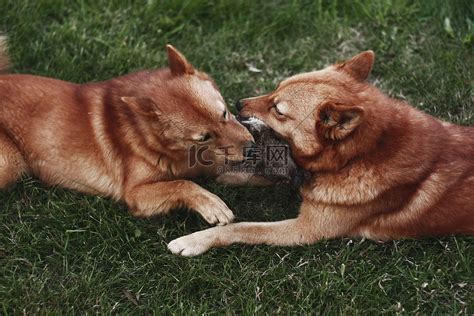 狐狸犬大全图片