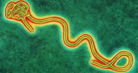 锐赛小课堂（资讯）1013-13：治疗埃博拉病毒感染药物研究新动态 - 锐赛生物集团欢迎您！