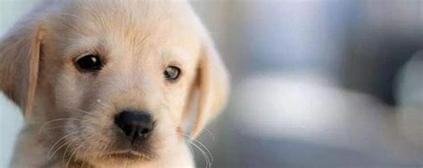 一只总是很难过的狗狗，委屈的快要哭出来了，好像抱抱它！！