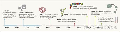 对人VEGF‑A有异常强的结合亲和力并具有与人VEGF‑B的交叉反应性的抗人VEGF抗体的制作方法