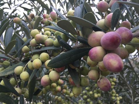 橄榄树种植 橄榄树价格 - 装修保障网