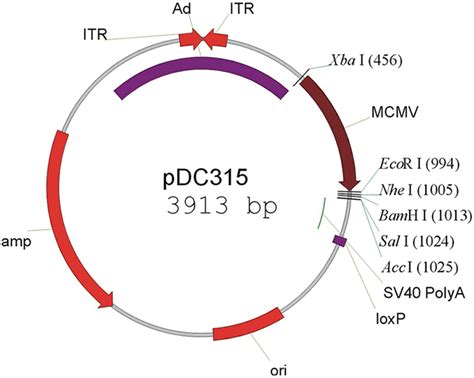P1018-pSP73基因模板质粒_质粒-上海禾午生物科技有限公司