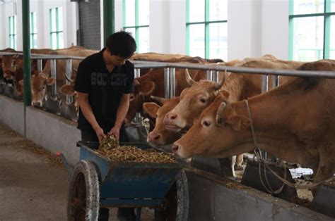 张家川县梁山镇：肉牛养殖让产业振兴“牛”起来(图)--天水在线