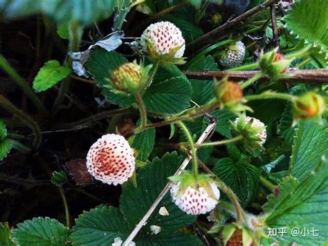 武汉首次引进白草莓 比红草莓脆甜 名叫白雪公主_武汉_新闻中心_长江网_cjn.cn