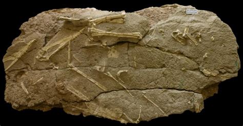 天山哈密翼龙化石：揭示翼龙的生长发育史 - 新华网客户端