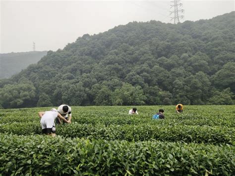 实践出真知、躬身育茶人——茶学2019级茶叶生产实习2圆满结束-现代农业与生物科技学院
