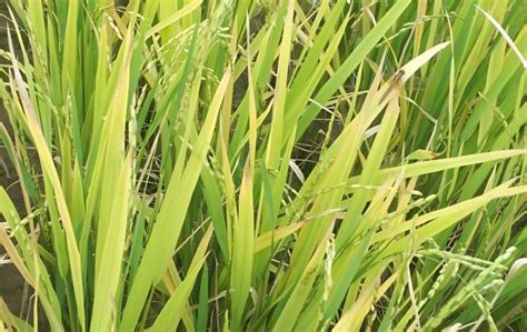 亩产2800斤的水稻,春优590品种水稻简介,矮杆大穗高产水稻品种_大山谷图库