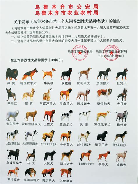 乌鲁木齐禁止个人饲养39种烈性犬 包括大白熊犬、牛头梗、德国牧羊犬、苏俄牧羊犬等 -天山网 - 新疆新闻门户