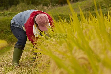 田间劳作的农民高清图片下载-正版图片502049893-摄图网
