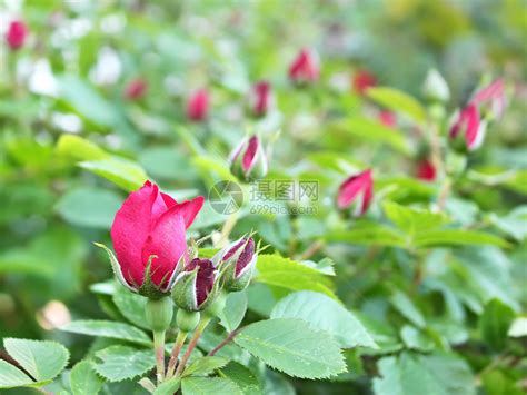 红玫瑰盛开植物叶子生长树叶花园花瓣太阳植物群灌木植物学高清图片下载-正版图片320709734-摄图网