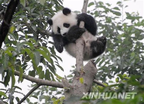 熊猫幼仔爬上7米高树 饲养人员苦劝6个小时 - 成都大熊猫繁育 ...