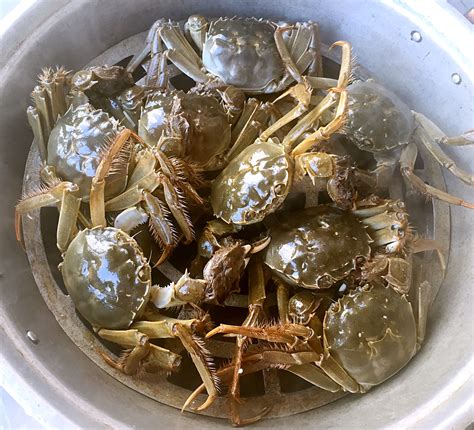 盘锦河蟹有三种，你吃到的是哪一种？_田蟹