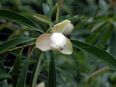 香木莲Manglietia aromatica-花卉图片网
