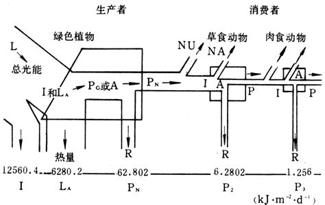 能流图图片
