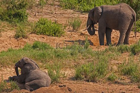 年轻的非洲大象休息 13678高清摄影大图-千库网