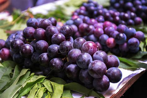 葡萄的种植方法与技术_360新知