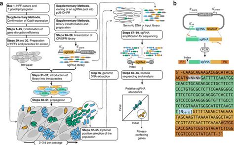用CRISPR-Cas9为基础的全基因组技术筛选弓形虫 - 美格生物