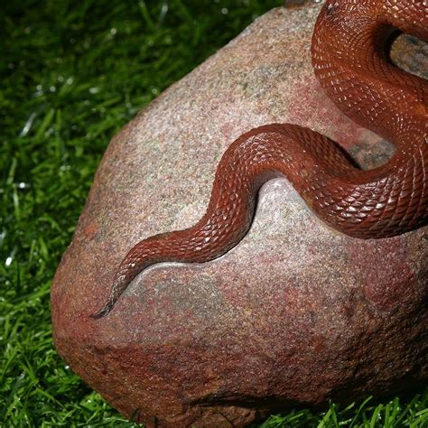 灵蛇传奇 - 成都博物馆