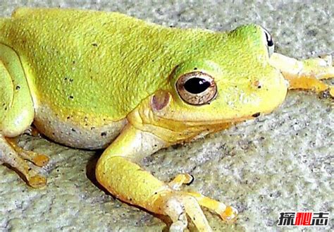 中国常见的青蛙的品种-农百科