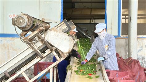 张掖市人民政府高台：做强做大农产品精深加工业 赋能乡村振兴