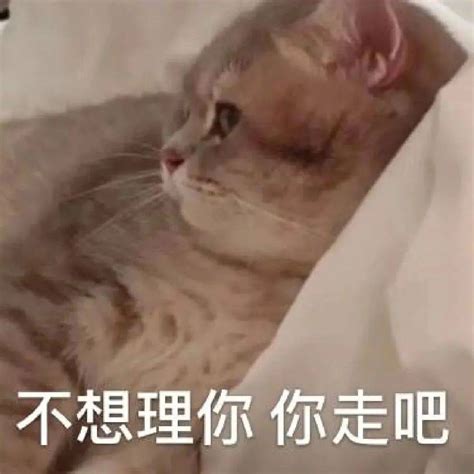 猫咪表情包：你忍心不理我吗-搜狐大视野-搜狐新闻