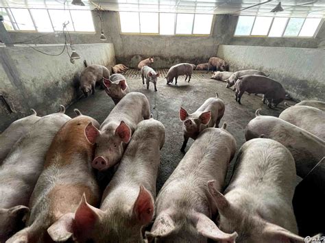 盘峰乡“半山猪倌”生态养殖发展绿色经济
