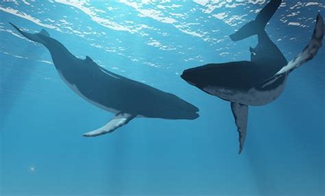 蓝鲸是世界上最大的动物24高清图片下载-正版图片505171853-摄图网