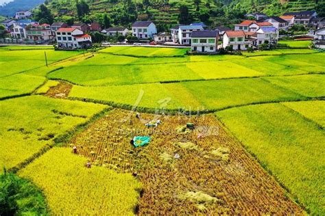 重庆万盛：抢收水稻-人民图片网