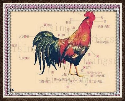 鸡的解剖示意图 - 实用技术贴汇编 鸡病专业网论坛