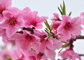 桃花的花语与传说（桃花的含义、文化象征及相关传说）_花植网