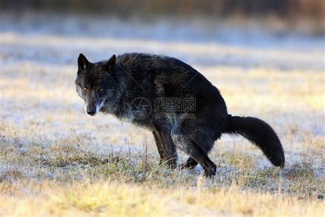 西北狼Canislupusoccidentalis站在路上狼lupus高清图片下载-正版图片507490551-摄图网