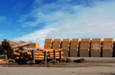 最新国际木材出口政策变动_行业资讯_木头云