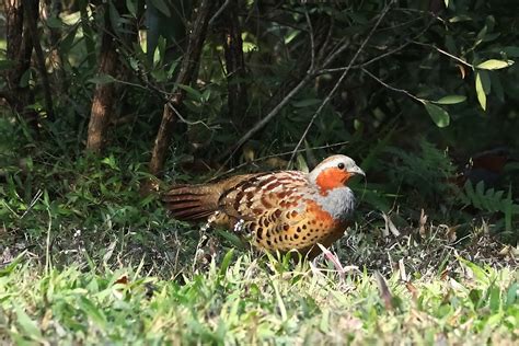 一种常见的野鸡在它的自然栖息地高清图片下载-正版图片504710335-摄图网
