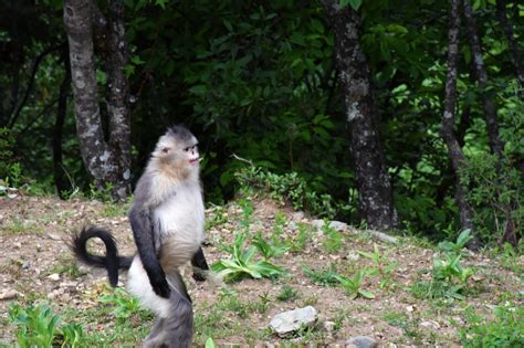 【国宝 滇金丝猴摄影图片】云南香格里拉生态摄影_太平洋电脑网摄影部落
