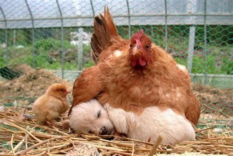 总有那么几天母鸡不想下蛋，见了什么都想孵一下