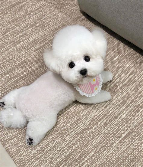 非主流头像白毛狗狗