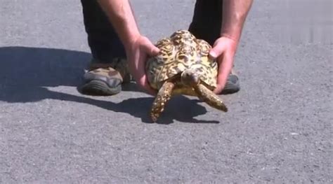 乌龟中的博尔特 世界上最快的乌龟到底跑多快？_凤凰网视频_凤凰网
