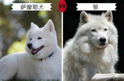 狼和狗的区别和关系有哪些?狼会把狗当做同类吗_小狼观天下