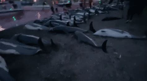 丹麦海湾血流成河！数百头鲸鱼和海豚遭捕杀_凤凰网视频_凤凰网
