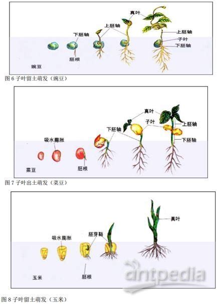 种子萌发的过程（种子发芽经历的四个过程） – 碳资讯