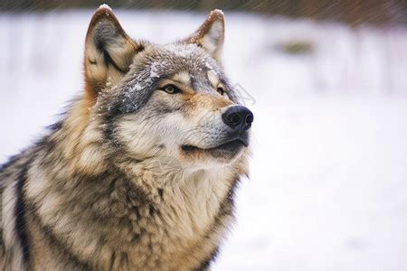 老鹰队遭逆转，惨败再战印第安纳步行者队