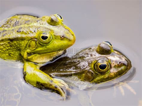 野生动物青蛙高清图片下载-正版图片307874012-摄图网