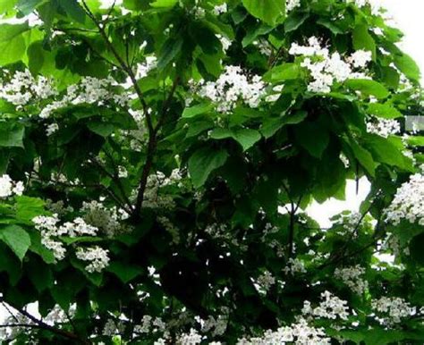 栾树的生长习性及其价值-168鲜花速递网