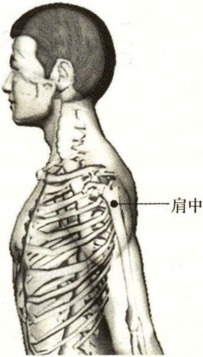 肩周穴位图图片