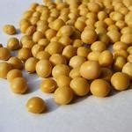 黄豆的功效与作用及食用方法_黄豆的营养价值 - 香哈网食材