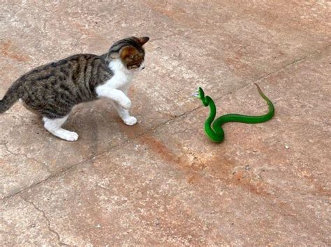 为什么猫见到蛇就会打架呢，请问那猫为什么见到人就会？ - 综合百科 - 绿润百科