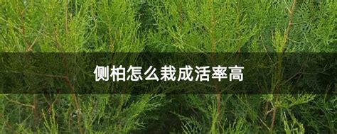 侧柏怎么栽成活率高-种植技术-中国花木网